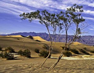 Dorothy Framed Dunes